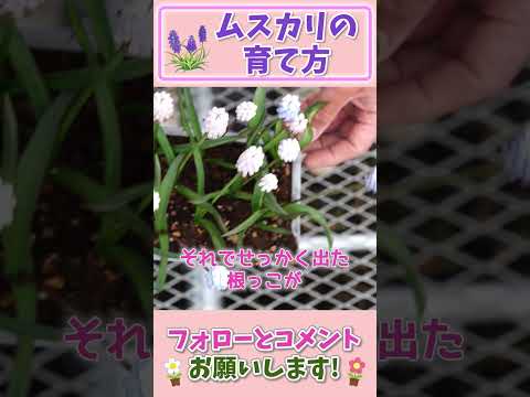 ムスカリについて詳しく解説