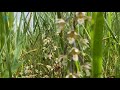 Zeldzame orchidee gevonden in park