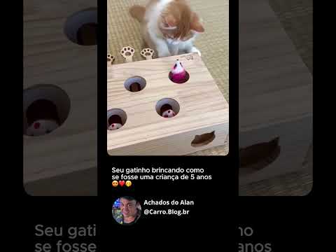 Seu gatinho brincando como se fosse uma criança de 5 anos #shorts #gatos #gato