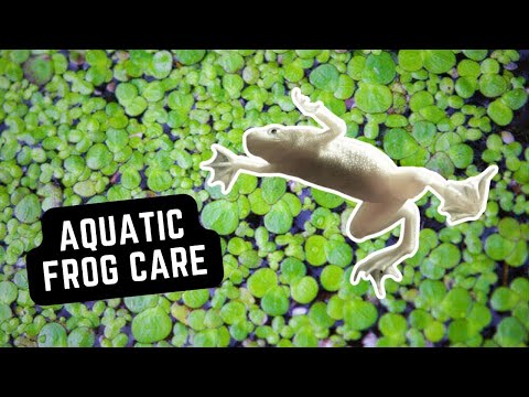 🐸 Afrikanischer Zwergfrosch – Tipps zur Pflege, Einrichtung und Wartung des Aquariums
