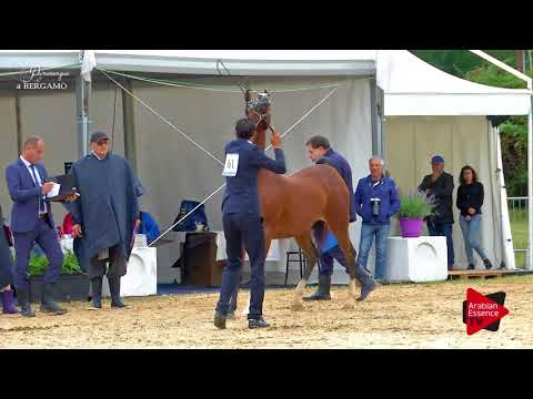N.61 DANDARA RLC - Bergamo 2017 - 8 Years Old and older Mares (Class 8)