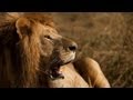Africa - Into The Wild - VenTribe | DEVINSUPERTRAMP