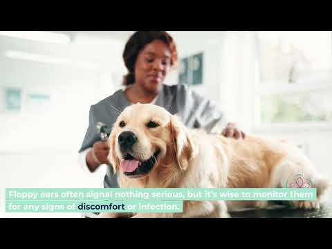 German Shepherd Dog Care Guide 2024: Health, Training, Adoption &