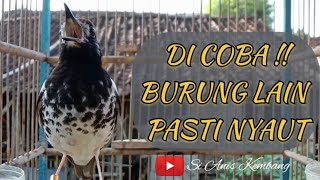 Download lagu Masteran Anis kembang full tembakan mp3