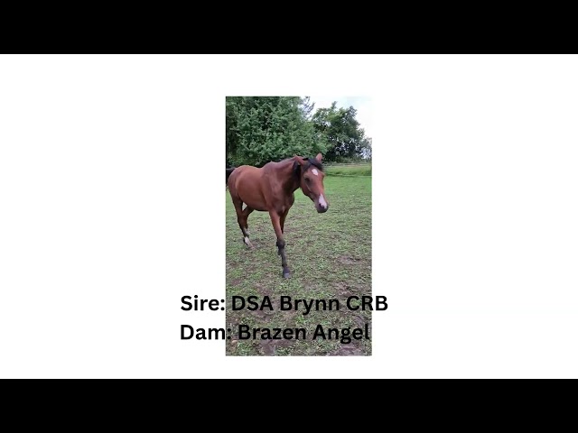 Tall 5yo Bay Arabian gelding -Project horse in Horses & Ponies for Rehoming in Owen Sound