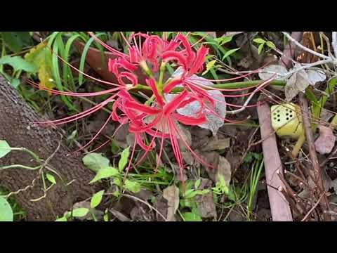 , title : 'Red Spider Lily/ヒガンバナ(Higanbana)Lírio Aranha Vermelha'