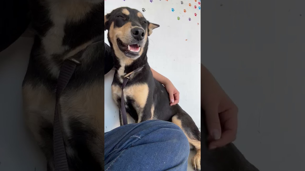 Enlarge SARITA, a Adoptable mixed breed in Langley, BC video 5/5