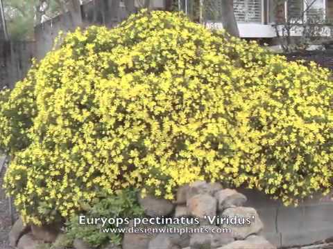 download lagu mp3 mp4 Euryops, download lagu Euryops gratis, unduh video klip Euryops