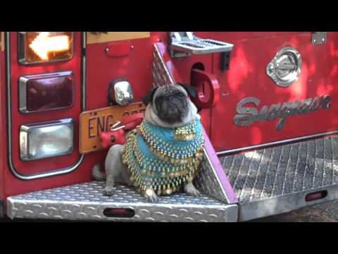 Cranberry Street Festival 2010