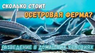 Рыбоводно биологическое обоснование выращивания осетровых рыб