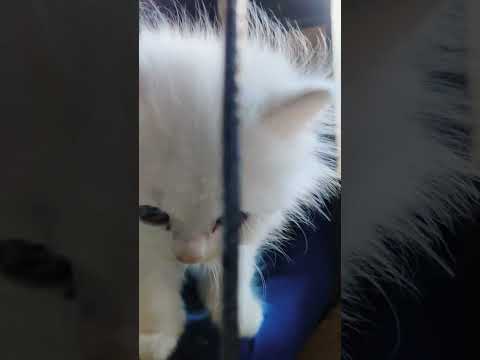 समझदार बिल्ली जो हाथ भी मिलाती है