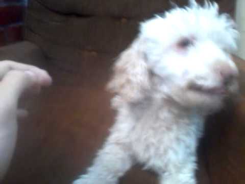 Entrevista a mi perro