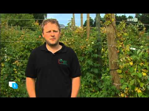 ORF - HEUTE INFOS AND TIPP - Himbeeren Kober Bernhard, Markt Hartmannsdorf