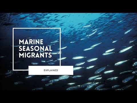 The Great Marine Migrations