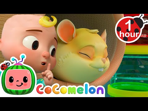 Jellybean the Sleepy Hamster | CoComelon Animal Time - Learning with Animals | Nursery Rhymes