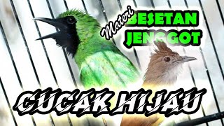 Download lagu CUCAK IJO ISIAN CUCAK JENGGOT FULL BESET TAJAM mp3