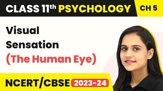 Visual Sensation (The Human Eye) - Sensory, Attentional & Perceptual Processes | Class 11 Psychology