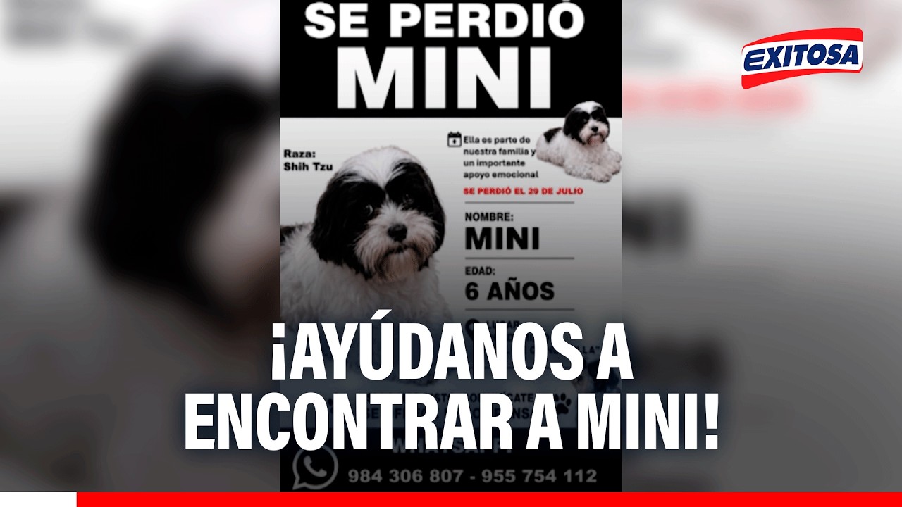 🔴🔵 ¡Ayúdanos a encontrar a Mini!: Se ofrece una recompensa por su paradero