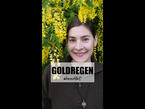 Goldregen | Gift und Symbiose