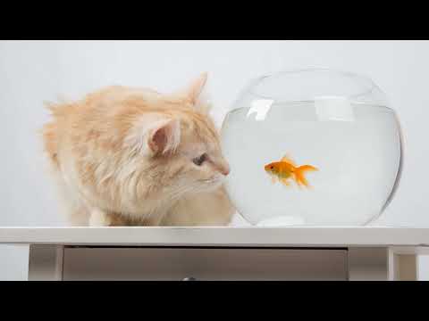 Die Auftriebskraft einfach erklärt | sofatutor