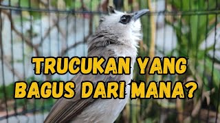 Download lagu THE BEST TRUCUKAN BIRDS COME FROM THIS AREA❗💯 mp3