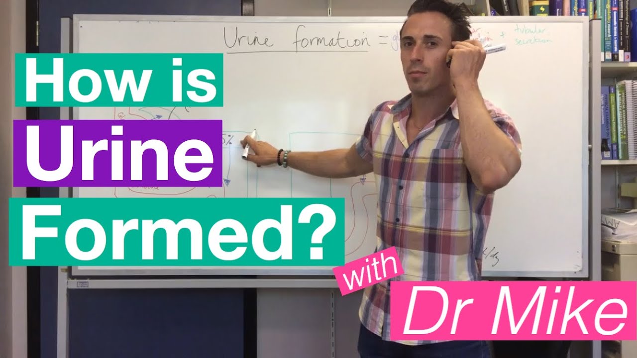 Urine formation