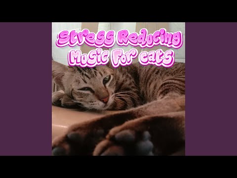 Music for Your Cat