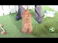 Mini Goldendoodle dogs for sale: Carson - Video 1