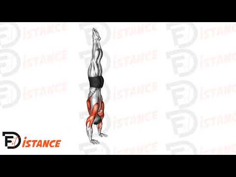 Marche sur les mains - Exercice Marche sur les mains en vidéo