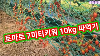 토마토 7미터키워 10kg따먹기 토마토 키우기,재배방법,농사 적심 순지르기