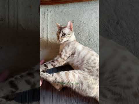 Zara 2021 #bengals #bengalcatlovers #bengalcat #cat #viral #cats