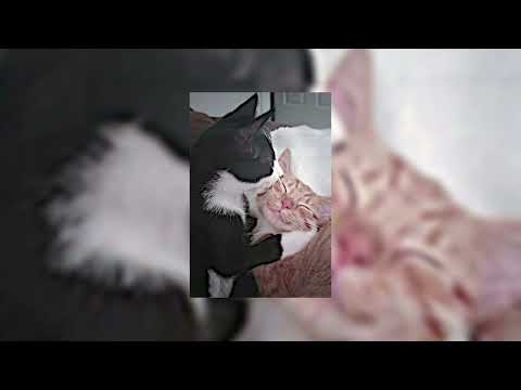 SSE aKa HEX - Shawty (Speed up)