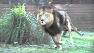 Lions run for dinner!