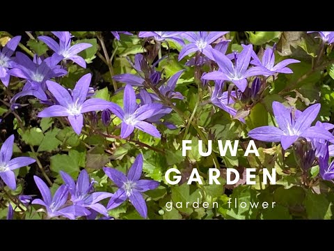 耐寒性の花: 冬でも外にいても大丈夫な植物はどれですか?  庭園