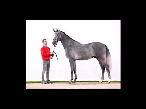 Corvisto * 2019 von H von  Cornet Obolensky x Casall