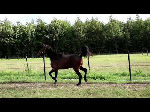 DTC'S Derbyauktion 2021 - Katalog nr 1