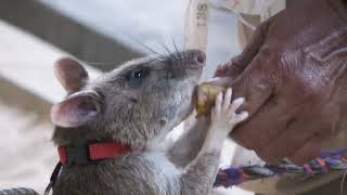 APOPO’s Genius Rats at Work