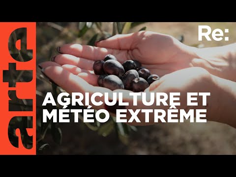 Changement climatique et alimentation | ARTE Regards