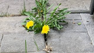 How to get rid of WEEDS in patio stones in 3 SECONDS