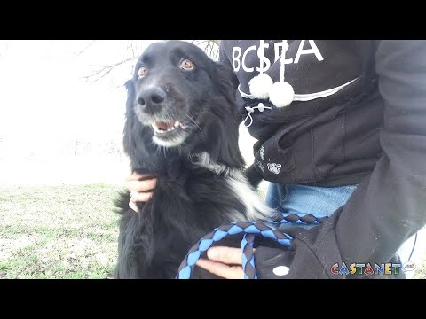 Meow Meow and Blossom