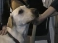 Labs4Rescue, Inc.