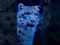 Beautiful Beast ️ Stay Tuned ️ Winterlandscape Usa Nature Asmrsounds Funny Foryou Trump
