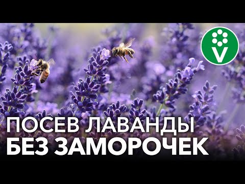 ЛАВАНДА ВСХОДИТ ЩЕТКОЙ! Самая полная инструкция по выращиванию лаванды из семян