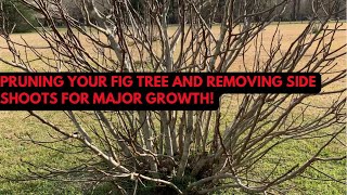 Pruning Your Fig Tree and Removing Side Shoots for Major Growth!