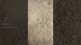 Download lagu Does anyone know about the anthill? mp3 Download lagu Does anyone know about the anthill? mp3