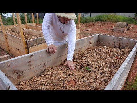 Swiss Chard – Summer garden update