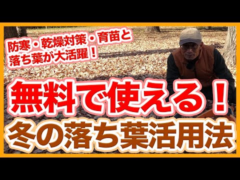 キョウチクトウを霜から守る方法は？冬を乗り切るための 4 つの簡単なアクション  庭園