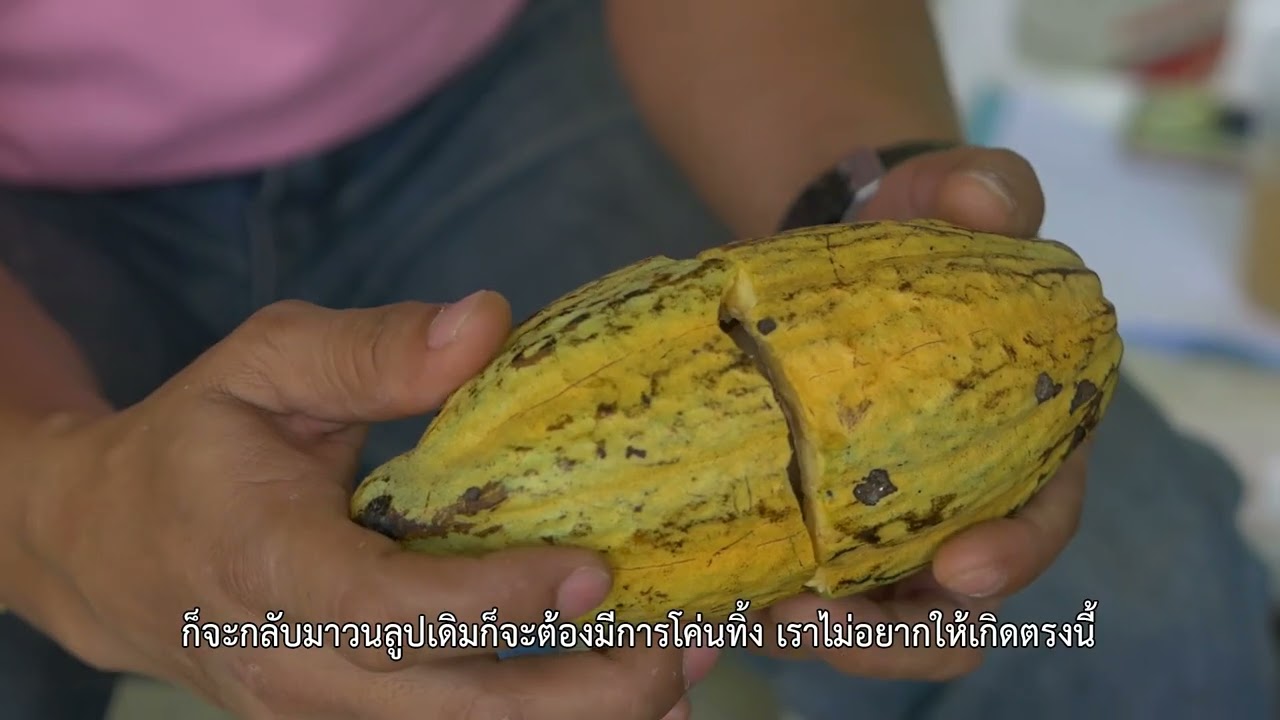 การยกระดับกระบวนการผลิตเมล็ดโกโก้แห้งให้ได้คุณภาพตามมาตรฐาน
