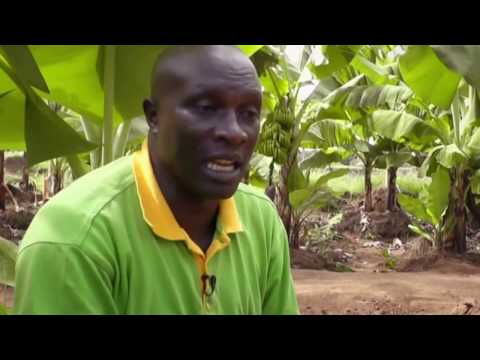 Enable 1500 Kenyan Rural Farmers for Agribusiness
