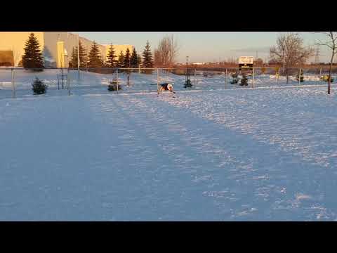 Funniest Greyhound ever